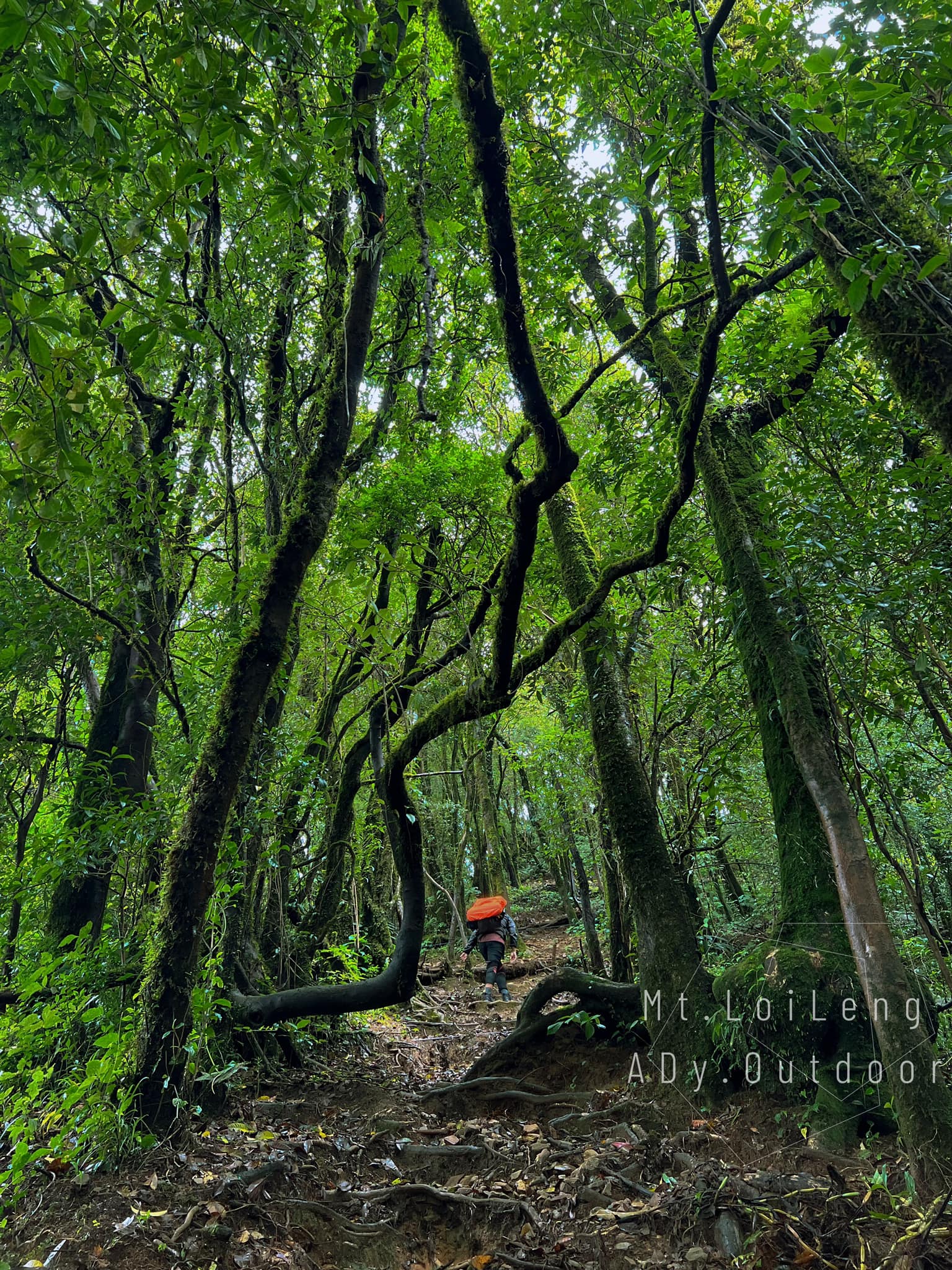 Nature in Shan State